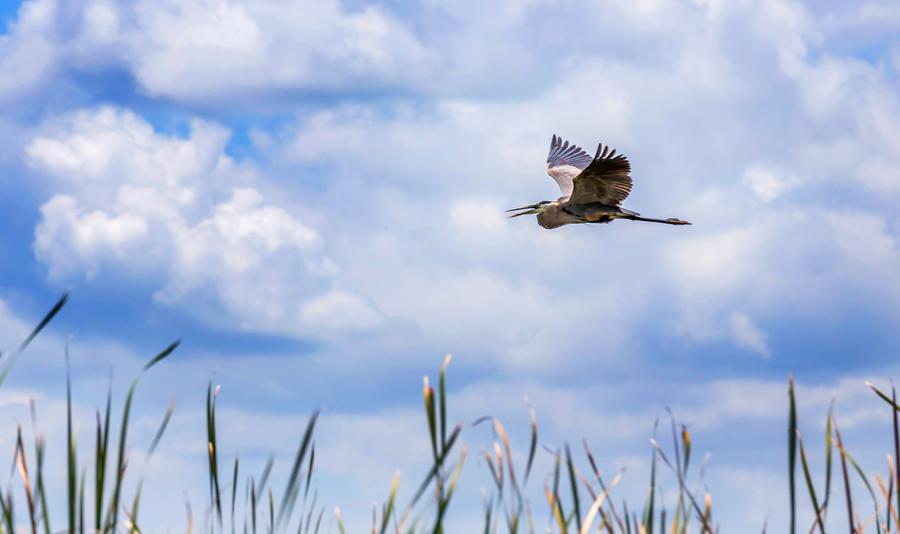 Osprey
