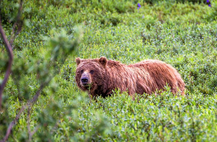 Grizzly