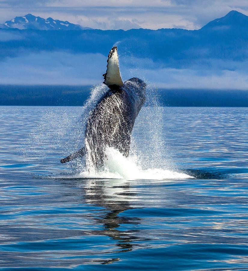 Humpback