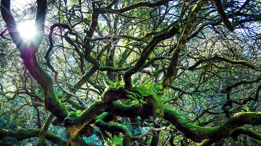 Muir Woods