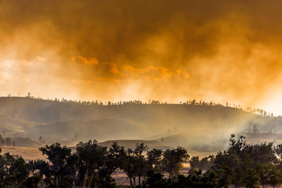 Forest Fire